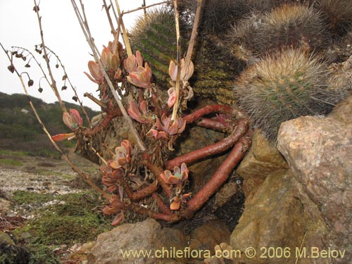 Imágen de Cistanthe sp. #2737 (). Haga un clic para aumentar parte de imágen.