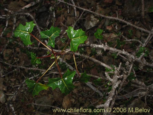 Bild von Carica chilensis (Papayo silvestre / Palo gordo). Klicken Sie, um den Ausschnitt zu vergrössern.