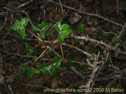 Фотография Carica chilensis (Papayo silvestre / Palo gordo). Щелкните, чтобы увеличить вырез.