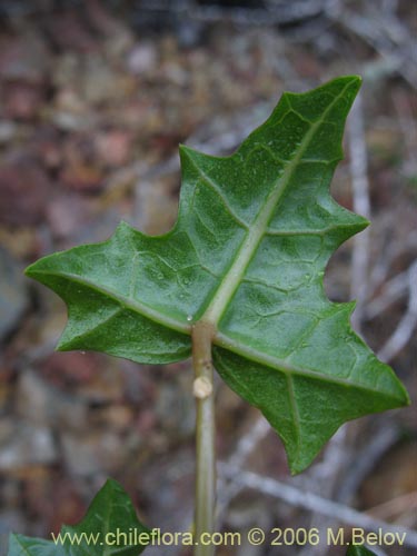 Image of Carica chilensis (Papayo silvestre / Palo gordo). Click to enlarge parts of image.