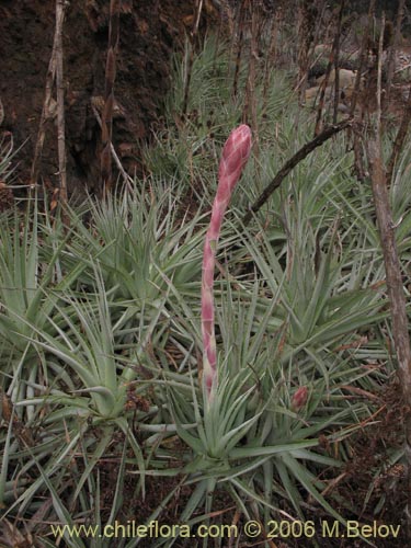 Image of Puya venusta (Chagualillo). Click to enlarge parts of image.