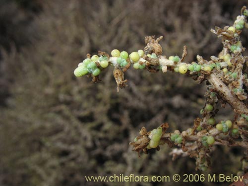 Image of Nolana sedifolia (Sosa / Hierba de la lombriz / Sosa brava). Click to enlarge parts of image.