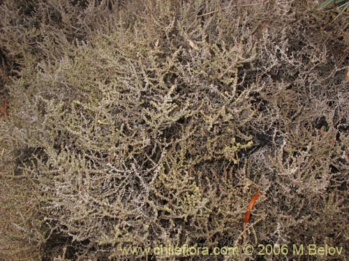 Фотография Nolana sedifolia (Sosa / Hierba de la lombriz / Sosa brava). Щелкните, чтобы увеличить вырез.