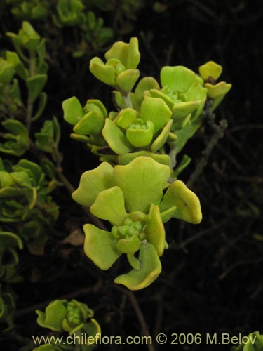 Image of Baccharis macraei (Vautro). Click to enlarge parts of image.