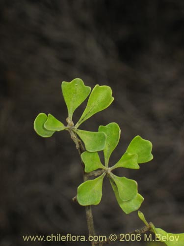 Image of Baccharis macraei (Vautro). Click to enlarge parts of image.