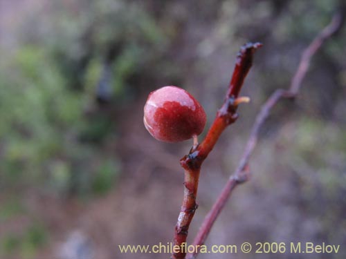 Bild von Muehlenbeckia hastulata (Quilo / Voqui negro / Molleca). Klicken Sie, um den Ausschnitt zu vergrössern.