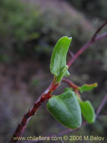 Bild von Muehlenbeckia hastulata (Quilo / Voqui negro / Molleca). Klicken Sie, um den Ausschnitt zu vergrössern.