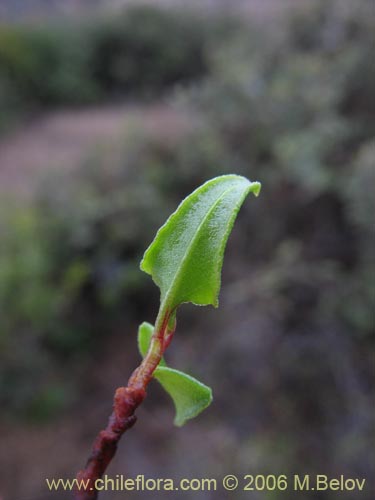 Bild von Muehlenbeckia hastulata (Quilo / Voqui negro / Molleca). Klicken Sie, um den Ausschnitt zu vergrössern.