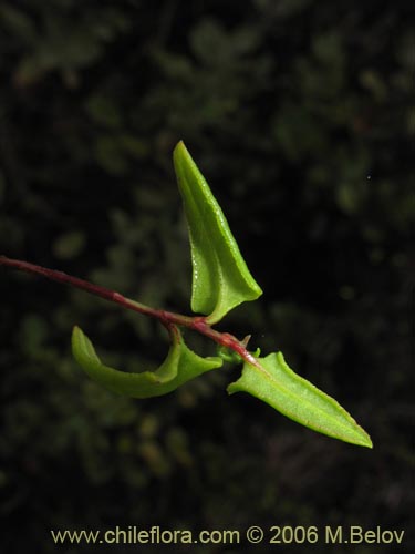 Bild von Muehlenbeckia hastulata (Quilo / Voqui negro / Molleca). Klicken Sie, um den Ausschnitt zu vergrössern.