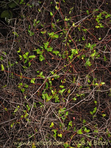 Bild von Muehlenbeckia hastulata (Quilo / Voqui negro / Molleca). Klicken Sie, um den Ausschnitt zu vergrössern.