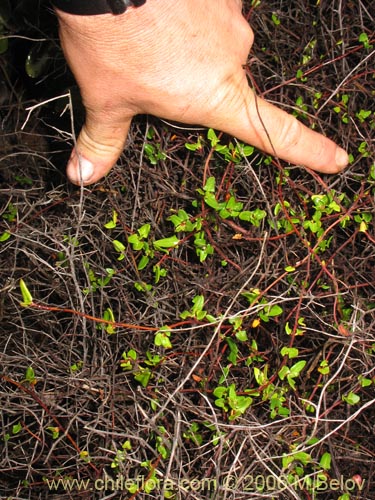 Image of Muehlenbeckia hastulata (Quilo / Voqui negro / Molleca). Click to enlarge parts of image.