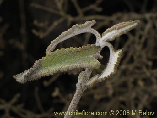 Bild von Sphacele salviae (Salvia blanca). Klicken Sie, um den Ausschnitt zu vergrössern.