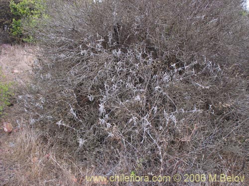 Imágen de Sphacele salviae (Salvia blanca). Haga un clic para aumentar parte de imágen.