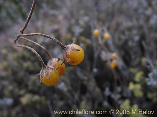 Image of Solanum maritimum (Esparto). Click to enlarge parts of image.