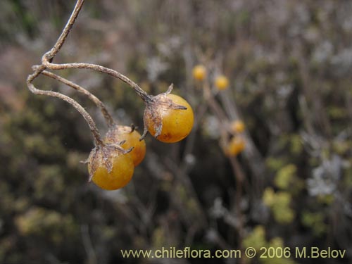 Bild von Solanum maritimum (Esparto). Klicken Sie, um den Ausschnitt zu vergrössern.