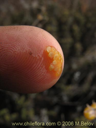 Bild von Solanum maritimum (Esparto). Klicken Sie, um den Ausschnitt zu vergrössern.