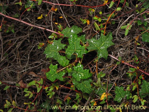 Bild von Carica chilensis (Papayo silvestre / Palo gordo). Klicken Sie, um den Ausschnitt zu vergrössern.