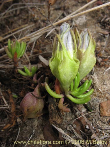 Imágen de Nolana sp. #1496 (). Haga un clic para aumentar parte de imágen.