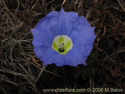 Bild von Nolana sp. #1496 (). Klicken Sie, um den Ausschnitt zu vergrössern.