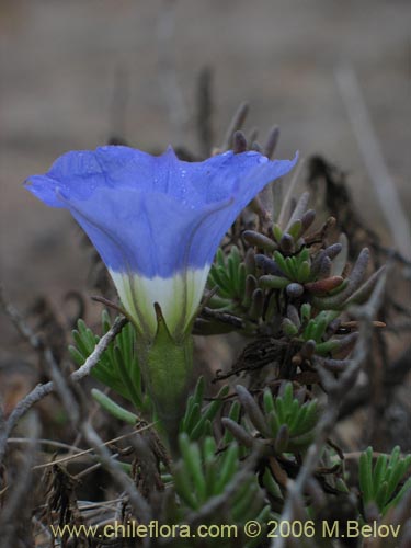 Bild von Nolana sp. #1496 (). Klicken Sie, um den Ausschnitt zu vergrössern.