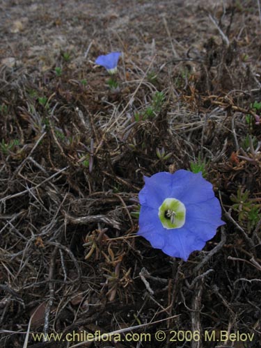 Bild von Nolana sp. #1496 (). Klicken Sie, um den Ausschnitt zu vergrössern.