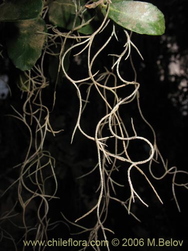 Image of Tillandsia usneoides (Heno). Click to enlarge parts of image.