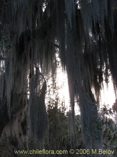 Image of Tillandsia usneoides (Heno). Click to enlarge parts of image.