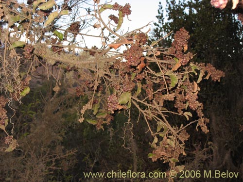 Schinus latifoliusの写真