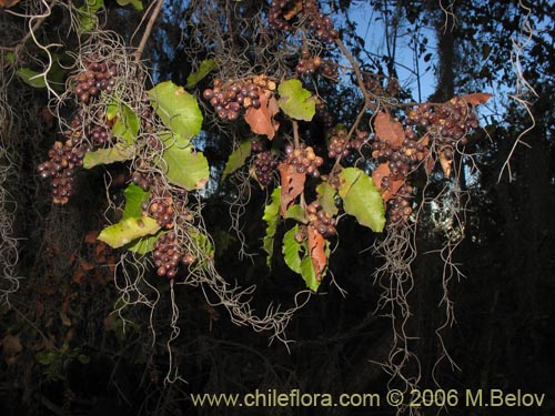 Image of Schinus latifolius (Molle). Click to enlarge parts of image.