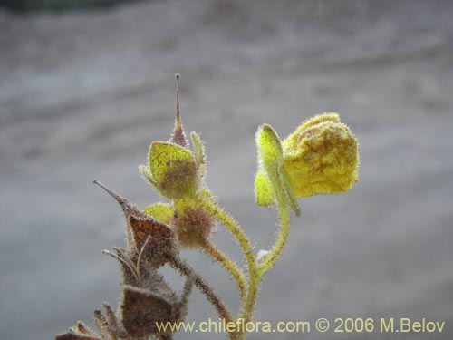 Bild von Calceolaria ascendens subsp. ascendens (Capachito). Klicken Sie, um den Ausschnitt zu vergrössern.