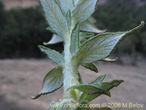 Bild von Calceolaria ascendens subsp. ascendens (Capachito). Klicken Sie, um den Ausschnitt zu vergrössern.