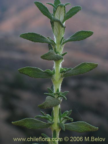 Image of Calceolaria ascendens subsp. ascendens (Capachito). Click to enlarge parts of image.