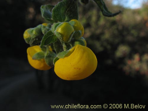 Image of Calceolaria ascendens subsp. ascendens (Capachito). Click to enlarge parts of image.