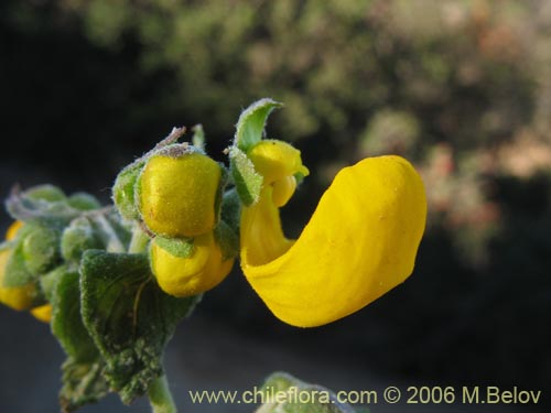 Bild von Calceolaria ascendens subsp. ascendens (Capachito). Klicken Sie, um den Ausschnitt zu vergrössern.