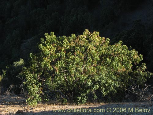 Image of Senna candolleana (Quebracho / Alcaparra). Click to enlarge parts of image.