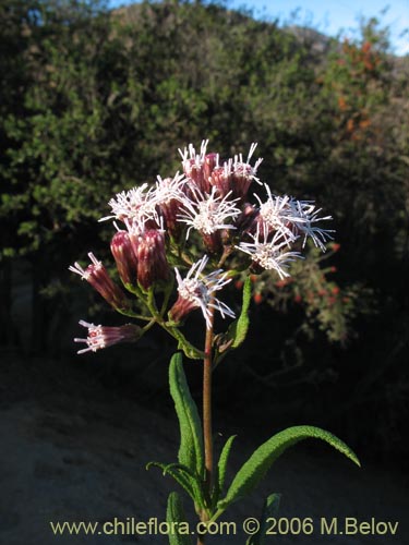 Фотография Aristeguietia salvia (Salvia macho / Pegajosa / Pega-pega). Щелкните, чтобы увеличить вырез.