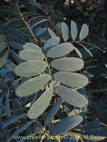 Imágen de Senna candolleana (Quebracho / Alcaparra). Haga un clic para aumentar parte de imágen.