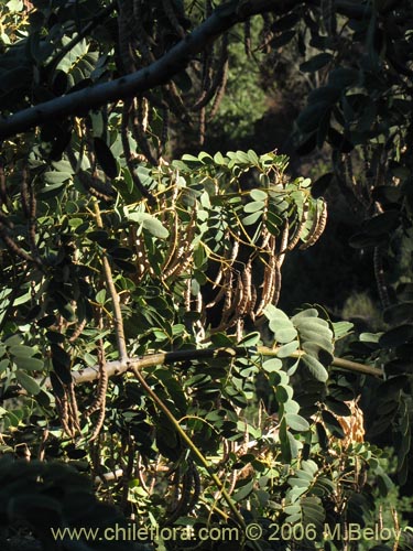 Image of Senna candolleana (Quebracho / Alcaparra). Click to enlarge parts of image.