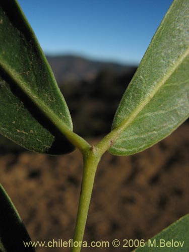 Image of Senna candolleana (Quebracho / Alcaparra). Click to enlarge parts of image.