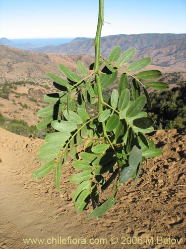 Imágen de Senna candolleana (Quebracho / Alcaparra). Haga un clic para aumentar parte de imágen.