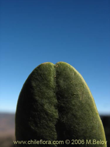 Imágen de Senna candolleana (Quebracho / Alcaparra). Haga un clic para aumentar parte de imágen.