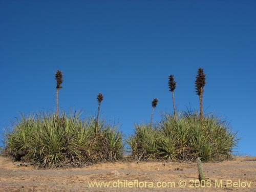 Bild von Puya chilensis (Puya / Chagual). Klicken Sie, um den Ausschnitt zu vergrössern.