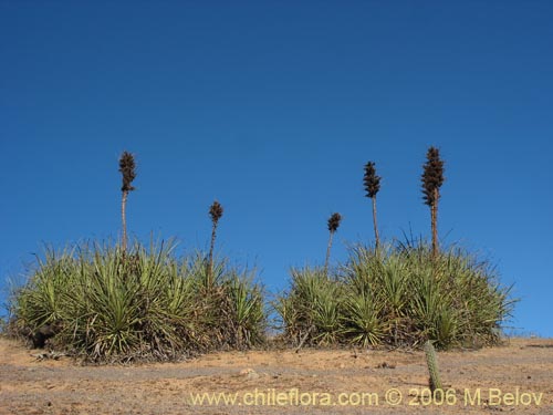 Imágen de Puya chilensis (Puya / Chagual). Haga un clic para aumentar parte de imágen.