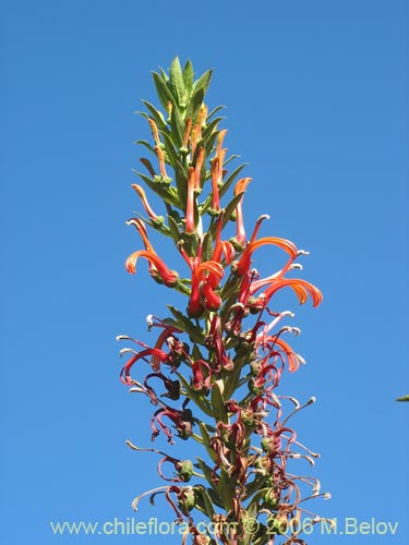 Image of Lobelia excelsa (Tabaco del diablo/Tupa/Trupa)