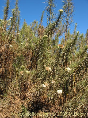 Imágen de Baccharis marginalis (). Haga un clic para aumentar parte de imágen.