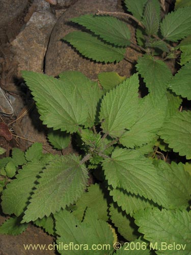 Urtica sp. #3033の写真