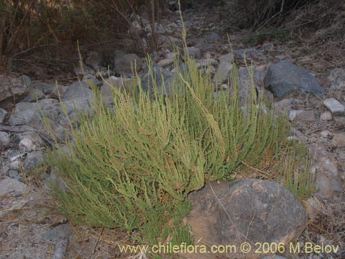 Bild von Chenopodium multifidum (chenopodium). Klicken Sie, um den Ausschnitt zu vergrössern.
