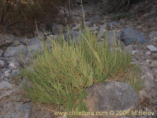 Chenopodium multifidum의 사진