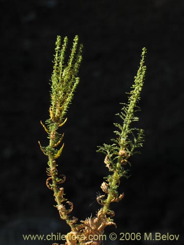 Фотография Chenopodium multifidum (chenopodium). Щелкните, чтобы увеличить вырез.