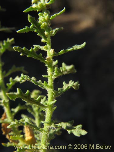 Image of Chenopodium multifidum (chenopodium). Click to enlarge parts of image.